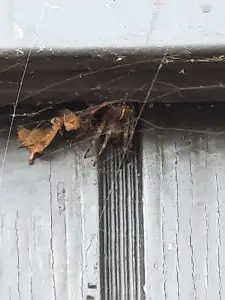 Jacquelien 01 En nou maar wachten